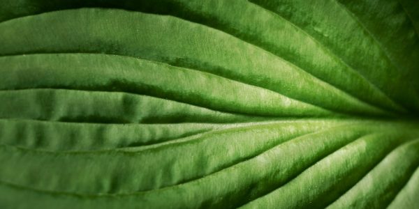 close-up-green-leaves-nature.jpg